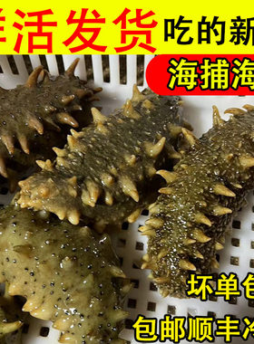 鲜活海参江苏连云港海捕海鲜包邮