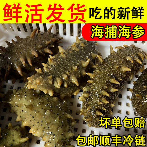 鲜活海参江苏连云港海捕海鲜包邮