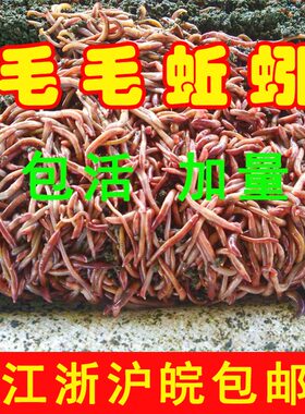 蚯蚓盒盒装钓鱼红虫活饵