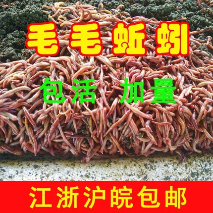 蚯蚓活饵鲜活散装盒装红蚯蚓1斤活体钓鱼饵料红虫种苗毛毛蚯蚓