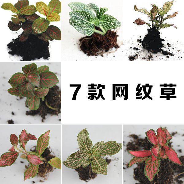 苔藓微景观 迷你网纹草 红色 森林火焰 盆栽造景DIY绿色植物包邮