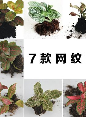 苔藓微景观 迷你网纹草 红色 森林火焰 盆栽造景DIY绿色植物包邮