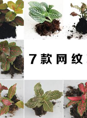 苔藓微景观网纹草小盆栽绿植