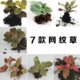 包邮 苔藓微景观 森林火焰 盆栽造景DIY绿色植物 迷你网纹草 红色