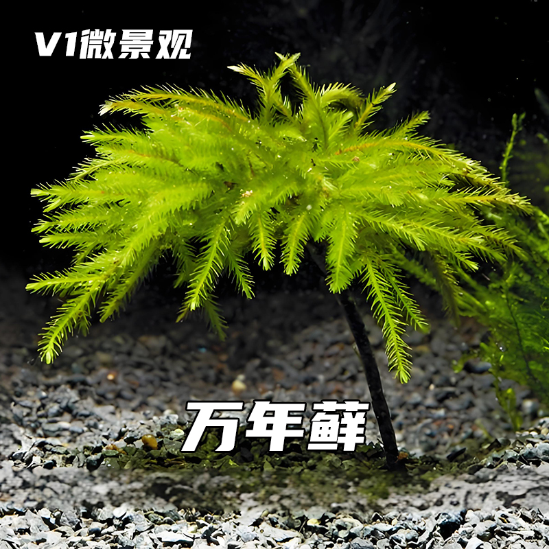 万年藓棕榈莫斯苔藓微景观青苔
