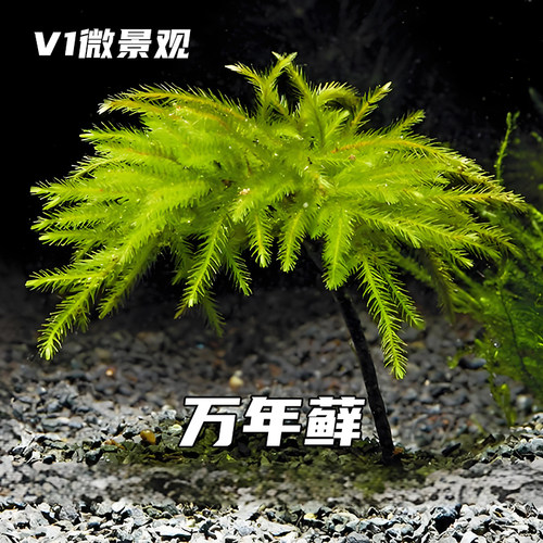 万年藓棕榈莫斯苔藓微景观青苔