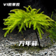 万年藓树藓苔藓植物微景观生态瓶雨林缸青苔棕榈莫斯鱼缸造景水草