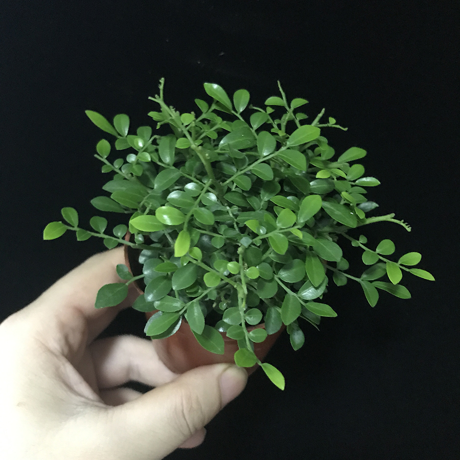 绿植达摩九里香大树型桌面米叶