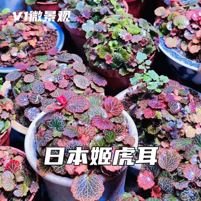 姬虎耳草迷你苔藓微景观