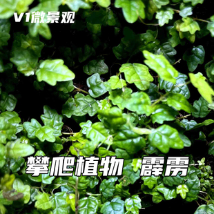 超迷你小叶掌叶薜荔网红攀爬植物花叶金心霹雳水陆雨林缸假山爬藤