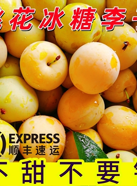 纯甜冰糖李子四川桃花李蜂糖新鲜蜂蜜黄金奈李应当季时令水果整箱