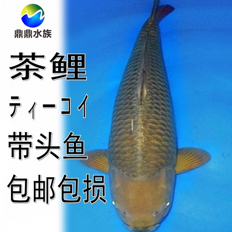 日本纯种茶鲤鱼苗绿茶锦鲤带头鱼亲近人巨型锦鲤鱼活体冷水观赏鱼