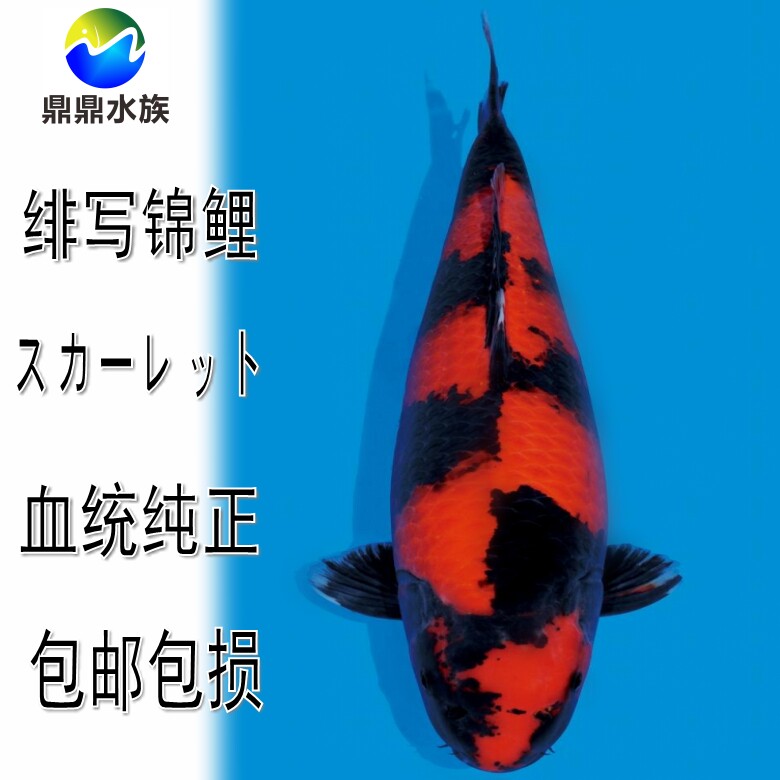 观赏鱼纯种日本锦鲤绯写锦鲤活体风水鱼黄黑锦鲤淡水鱼冷水鱼