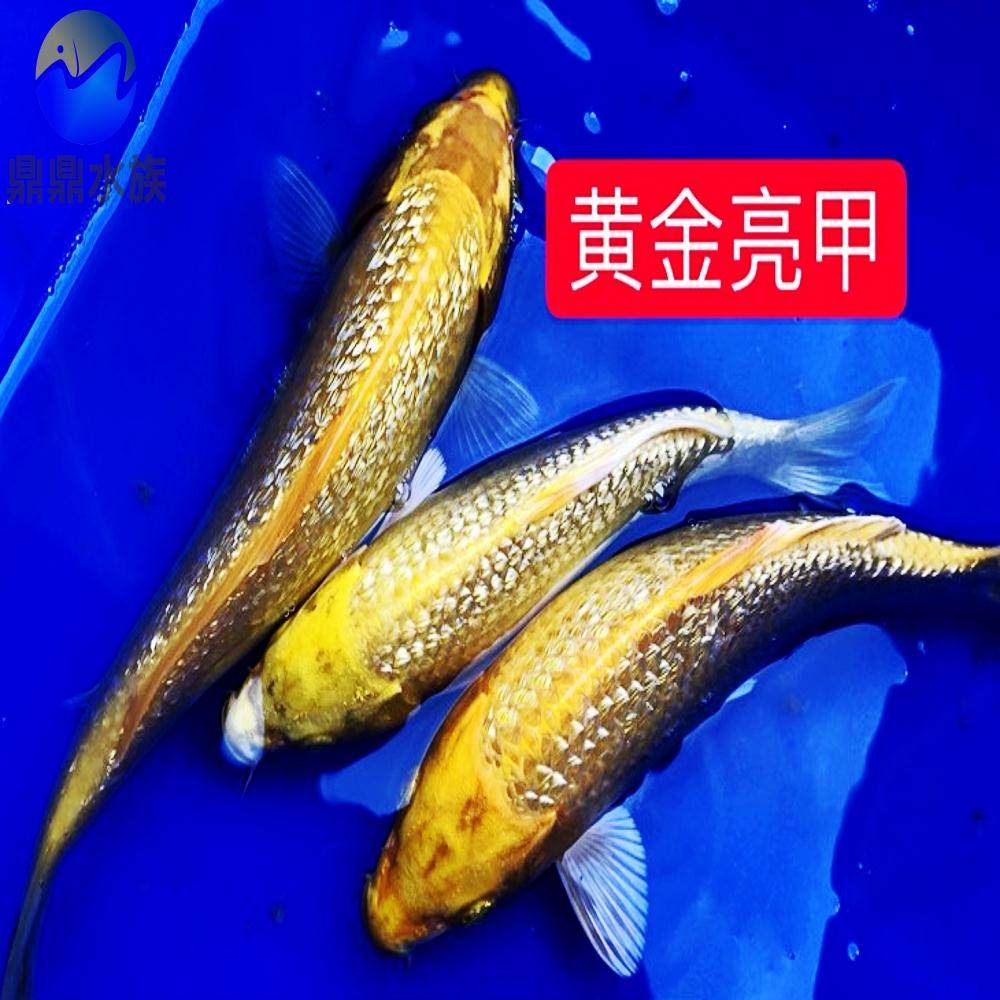 纯种日本锦鲤闪鳞黄金锦鲤钻石鳞锦鲤黄金甲锦鲤鱼活体冷水风水鱼