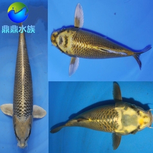 观赏鱼纯种日本锦鲤古代黄金锦鲤古黄金锦鲤宠物活体风水鱼冷水鱼