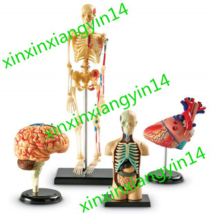 Learning Resources Anatomy Models Bundle Set, Brain, Body