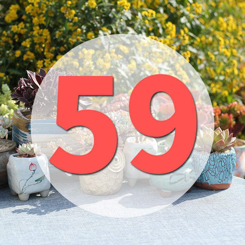 直播专用链59号,鲜花速递/花卉仿真/绿植园艺,花盆,淘宝优惠券,粉丝福利购,淘宝优惠卷