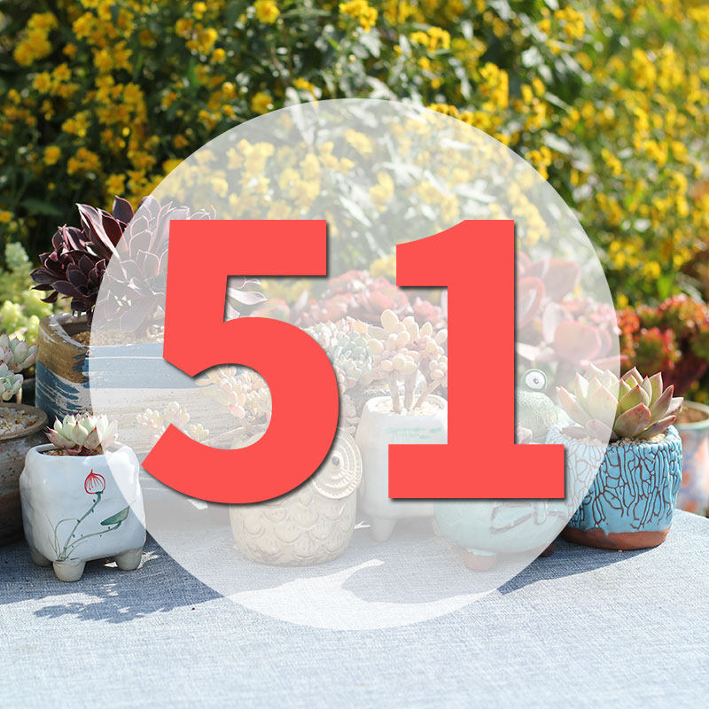 直播专用链51号,鲜花速递/花卉仿真/绿植园艺,花盆,淘宝优惠券,粉丝福利购,淘宝优惠卷