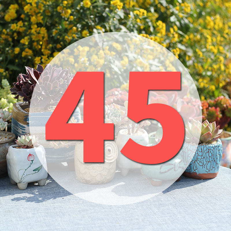 直播专用链接45号,鲜花速递/花卉仿真/绿植园艺,多肉植物,淘宝优惠券,粉丝福利购,淘宝优惠卷