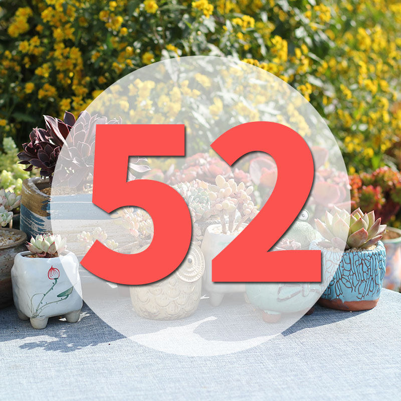 直播专用链52号,鲜花速递/花卉仿真/绿植园艺,花盆,淘宝优惠券,粉丝福利购,淘宝优惠卷