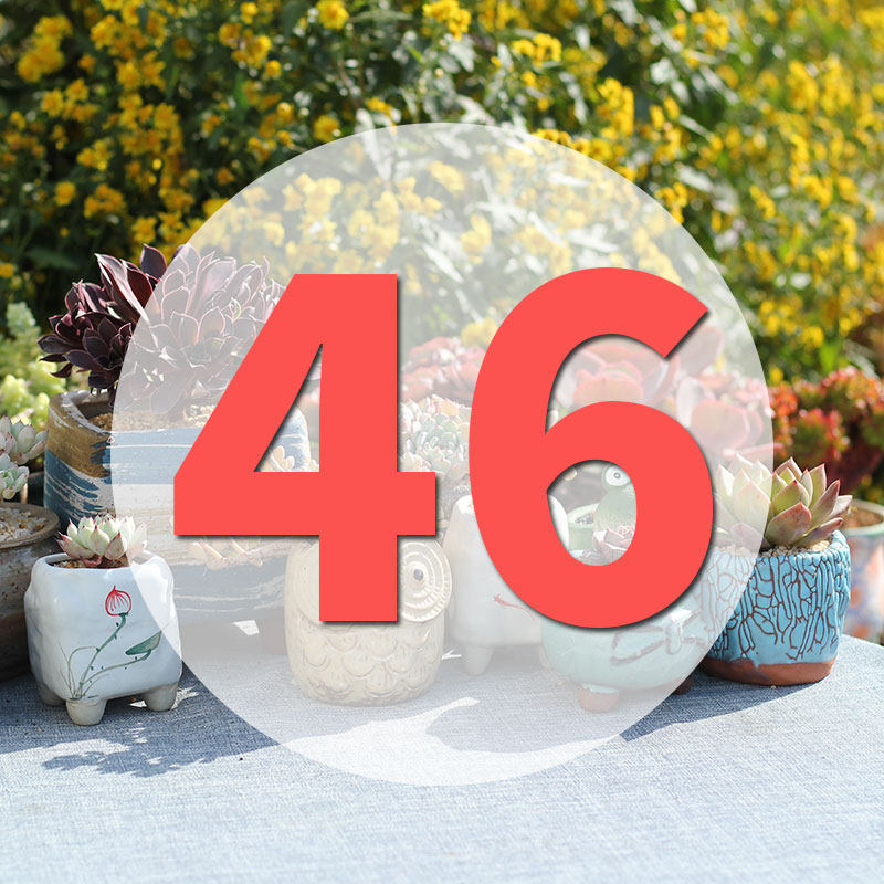 直播专用链接46号,鲜花速递/花卉仿真/绿植园艺,多肉植物,淘宝优惠券,粉丝福利购,淘宝优惠卷