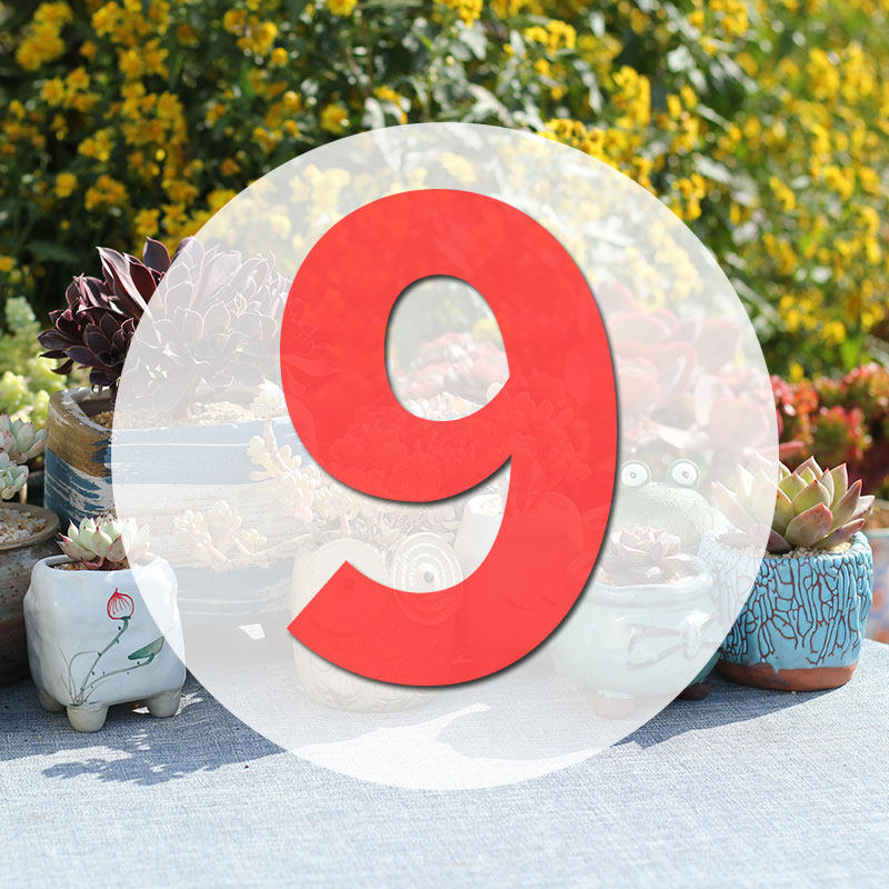 直播专用链接9号,鲜花速递/花卉仿真/绿植园艺,多肉植物,淘宝优惠券,粉丝福利购,淘宝优惠卷