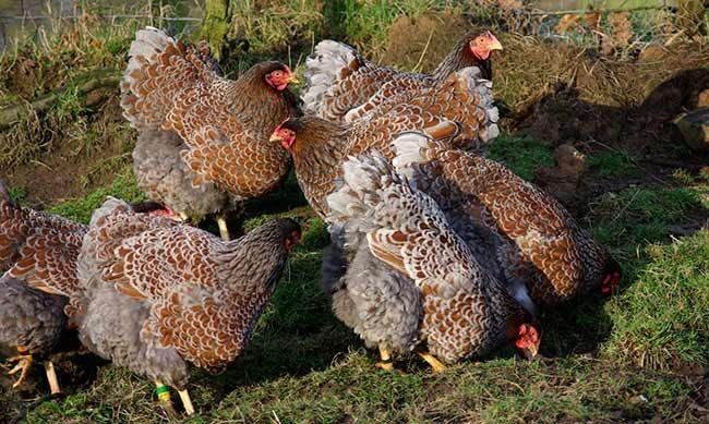 10枚紫怀特鱼鳞鸡宠物鸡受精蛋种蛋受精蛋包邮