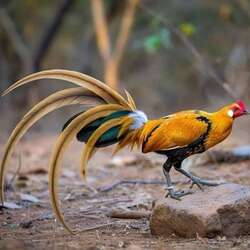 茶花鸡5枚原鸡种蛋受精蛋固始鸡种蛋茶花鸡受精蛋白耳鸡受精种蛋