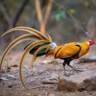 茶花鸡5枚原鸡种蛋受精蛋固始鸡种蛋茶花鸡受精蛋白耳鸡受精种蛋