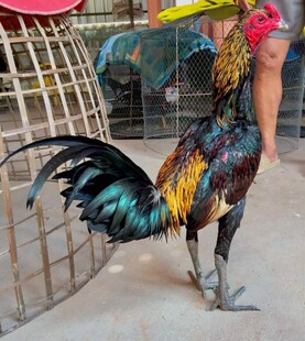 马年养斗鸡,吉祥又添金。5枚种蛋,出壳稳,手慢无。