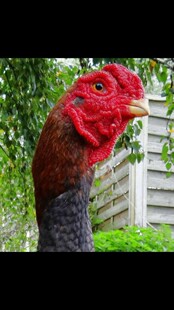 【10枚】鹰嘴观赏斗鸡缅甸菲律宾越南异色斗鸡高脚斗鸡受精蛋种蛋