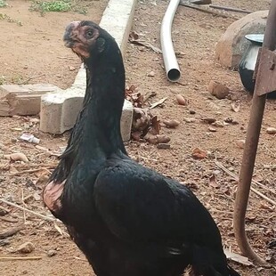 五枚鹰嘴斗鸡缅甸斗蛋鸡受精蛋种蛋受精蛋包邮