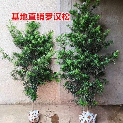 台湾罗汉松多少钱 台湾罗汉松价格 小麦优选