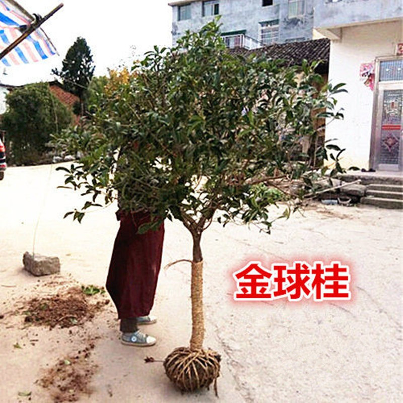 金球桂白花银桂桂花树苗桂花大树庭院盆栽地栽四季常青耐寒绿植物 鲜花速递/花卉仿真/绿植园艺 时令草本花卉 原图主图