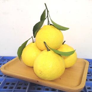 正宗当季象山青柑橘大棚种植春香水果桔柚子礼盒8斤装江浙沪包邮