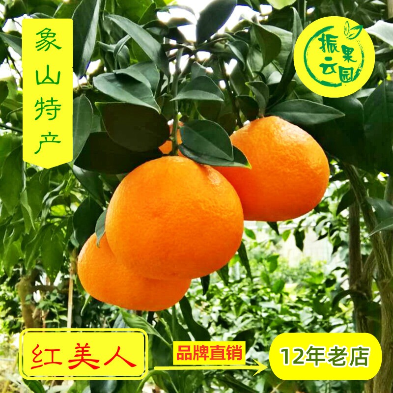 象山红美人桔子手剥水果振云果园新鲜无核柑橘孕妇5斤江浙沪包邮