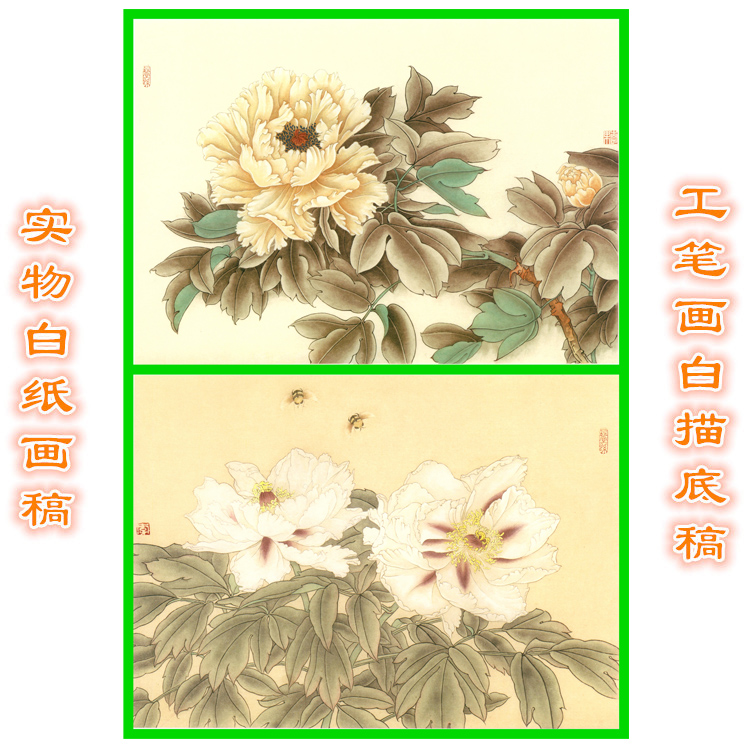 11B30高清大图工笔作业国画牡丹条幅白描线描实物打印稿斗方小品