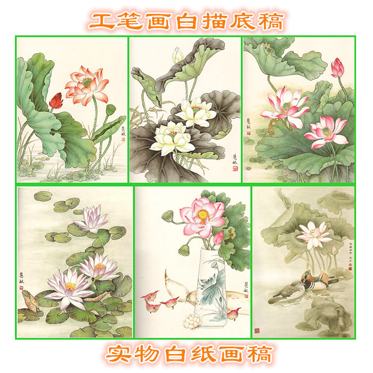 荷花工笔画白描底稿线描勾线过稿临摹画稿步骤图 文字说明条幅