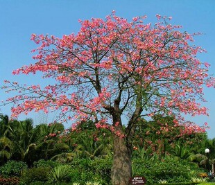 美丽异木棉树苗  大腹木棉苗 酒瓶树苗 庭院小区地栽种植赔地苗木