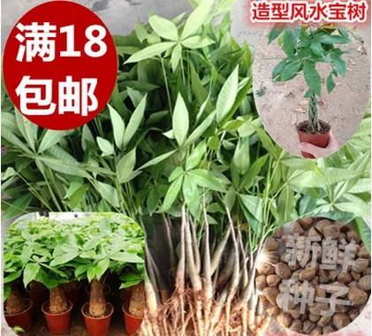 【发财树盆栽】致富发财树 发财树盆栽 发财树苗小苗室内