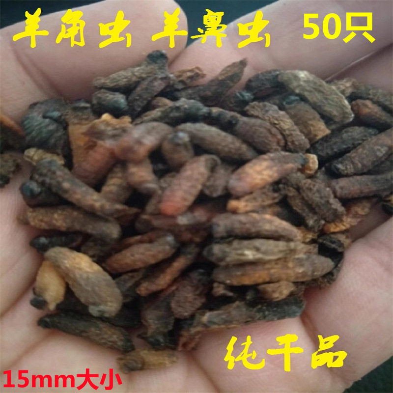 50只羊角虫干 羊鼻虫 羊鼻涕虫 羊鼻蛐 羊鼻蛆10只羊虫子保证正品