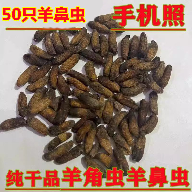 材 羊角虫 羊鼻虫 羊鼻涕虫 殿虫 羊虫 药引纯干品羊癫虫好货