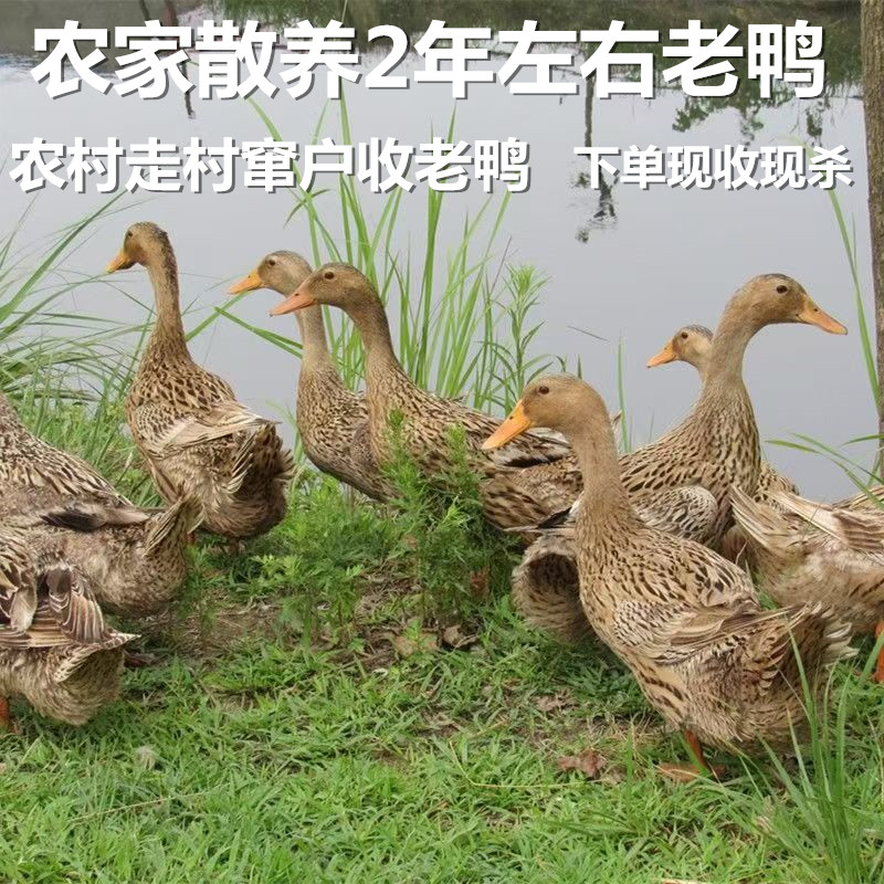 2年老鸭子湖南正宗农家土鸭散养活鸭新鲜现杀麻鸭旱鸭水鸭老鸭肉