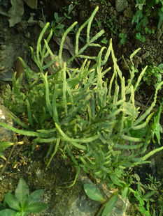 广西本土 凤尾蕨 绿植盆栽 办公桌庭院 喜阴植物雨林缸水陆缸造景