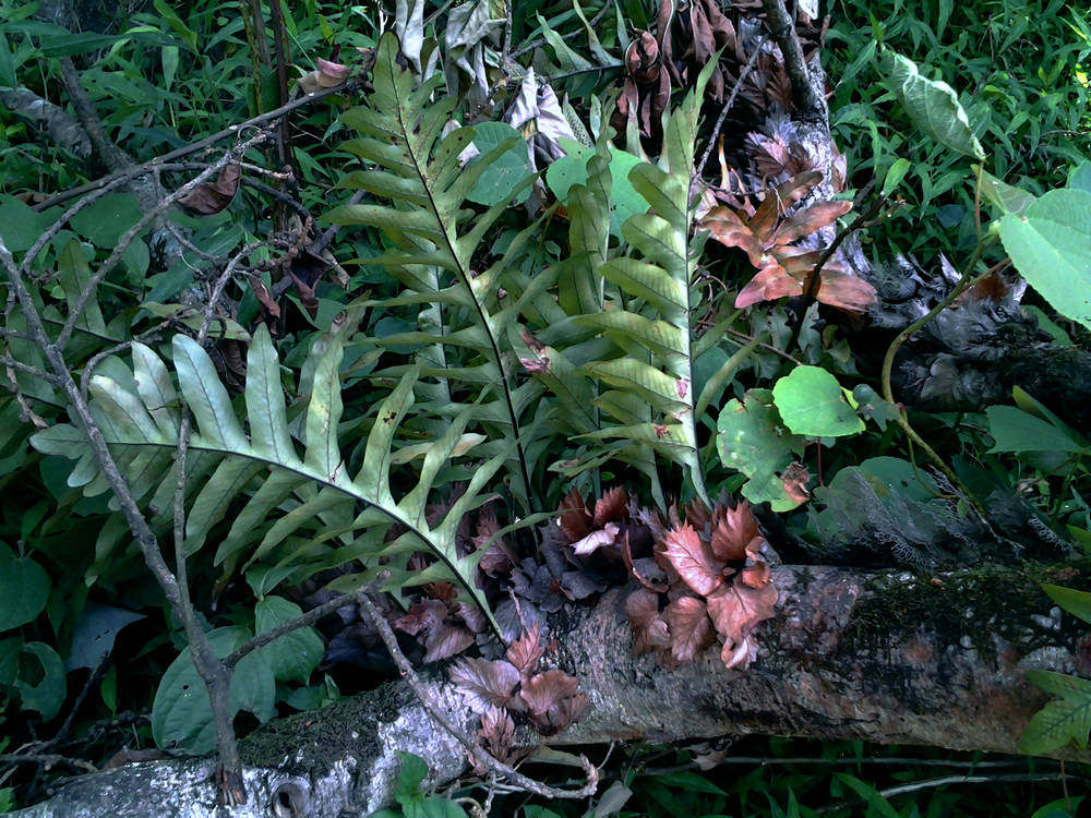 羽裂星蕨广西稀有付生蕨类喜阴生态缸水陆缸热带雨林植物造景素材
