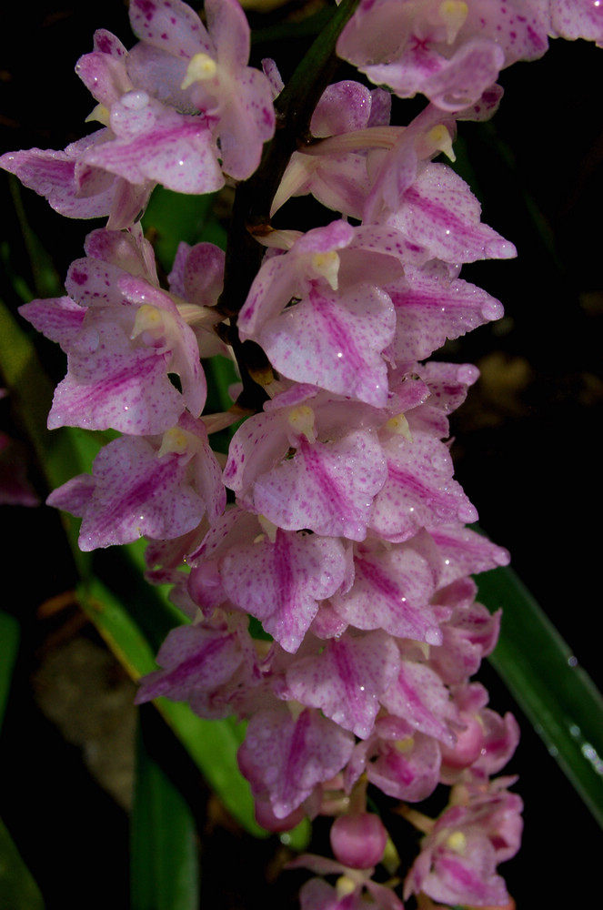 多花指甲兰室内喜阴 庭院花卉盆栽广西本土绿植水陆生态雨林植物