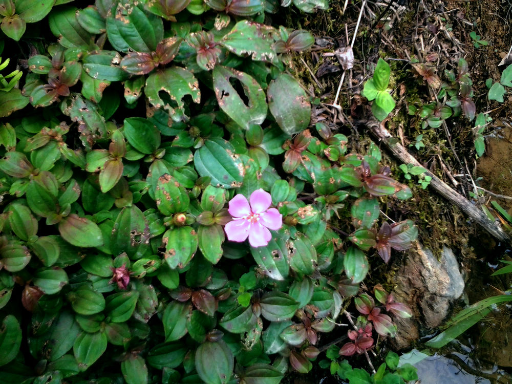 水陆缸生态缸绿色植物盆栽花卉