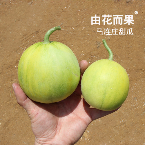 现摘发顺丰 「甜宝小甜瓜@由花而果」 青岛马连庄