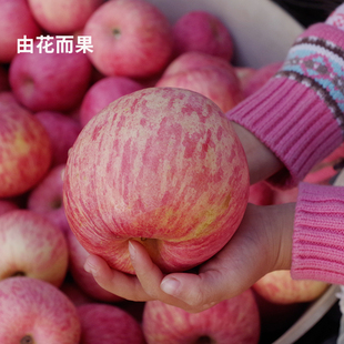 「烟台红富士苹果@由花而果「」 十年之约 品质如初