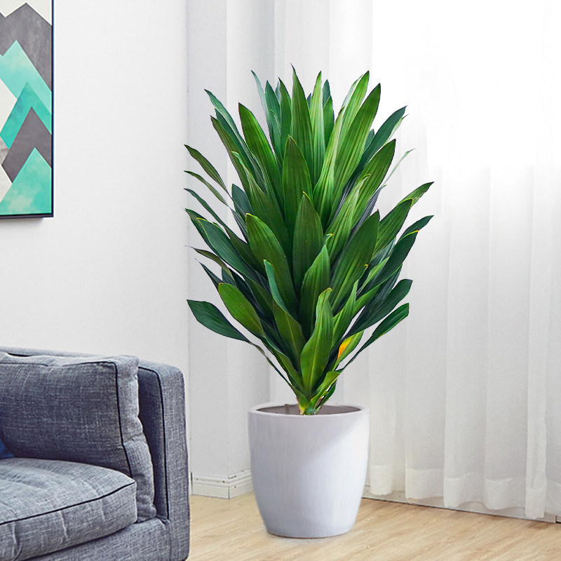 绿叶美人铁树盆栽螺纹也门铁室内植物客厅好养办公室绿植喜阴好养